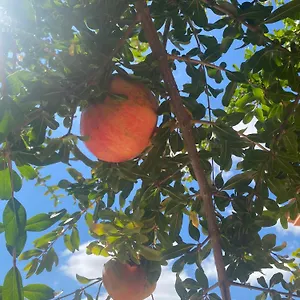https://casa-rural-antonio-y-esperanza.es-andalucia.com